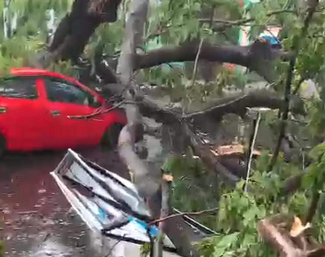 Pohon Tumbang Kembali Terjadi di Gowa, 1 Unit Mobil Rusak