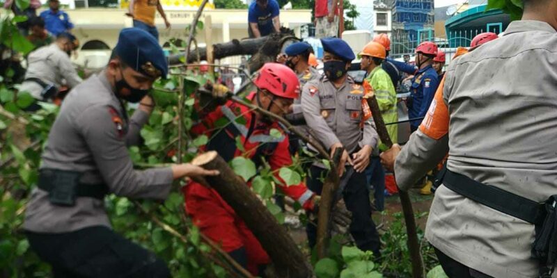 Gerak Cepat, Tim SAR Batalyon A Pelopor Bantu Bersihkan Pohon Tumbang