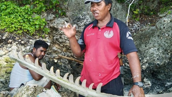 Warga Selayar Temukan Tulang Ikan Raksasa, Gigi Seukuran Orang Dewasa