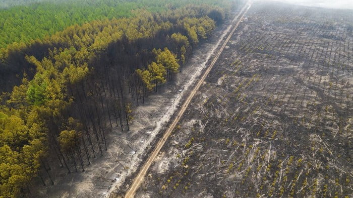 Foto 800 Hektare Kawasan Hutan Argentina Ludes Dilalap Api