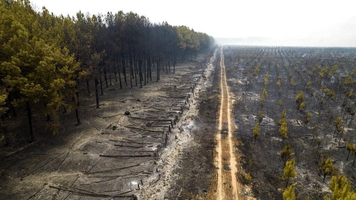 Foto 800 Hektare Kawasan Hutan Argentina Ludes Dilalap Api