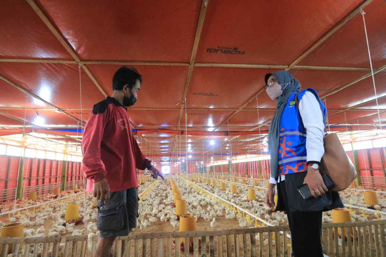 Gunakan Listrik PLN, Peternak Ayam Hemat hingga Belasan Juta Rupiah