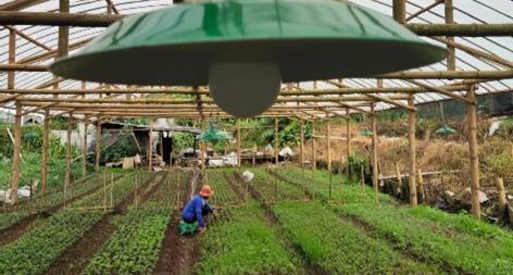 Sambut TIFF, PLN Dukung Petani Sangkor dengan Konsep Smart Farming