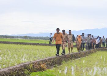 Provinsi Sulawesi Selatan hingga September 2022 telah memasok kebutuhan beras di luar Sulsel sekira 120 ribu ton