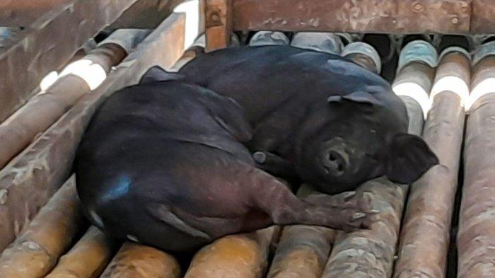 Dampak Virus ASF, Ratusan Ribu Babi Terancam Mati di Toraja