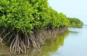 Mangrove dan Masyarakat Pesisir: Perlindungan Pantai serta Pengendali Bencana Alami.