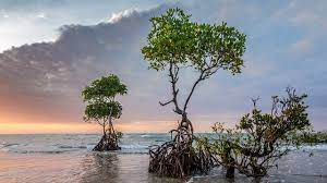 Mangrove: Keajaiban dari Alam untuk Tubuh,