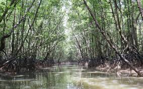 Pengolahan Mangrove: Pelestarian Sumber Daya Alam yang Penting.