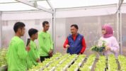 Panen Perdana Sayuran Hidroponik di Gantarangkeke, Bupati Bantaeng: Tingkatkan Kesejahteraan