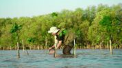 KALLA Sulam 10.000 Bibit Mangrove Sebagai Upaya Penanganan Perubahan Iklim
