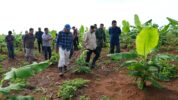 Penjabat Gubernur Sulsel Bahtiar Baharuddin bersama perwakilan PT Perkebunan Nusantara (PTPN) melakukan peninjauan pisang cavendish yang sudah berumur empat bulan di Kecamatan Mare