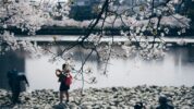 Ilustrasi Bunga Sakura di Jepang