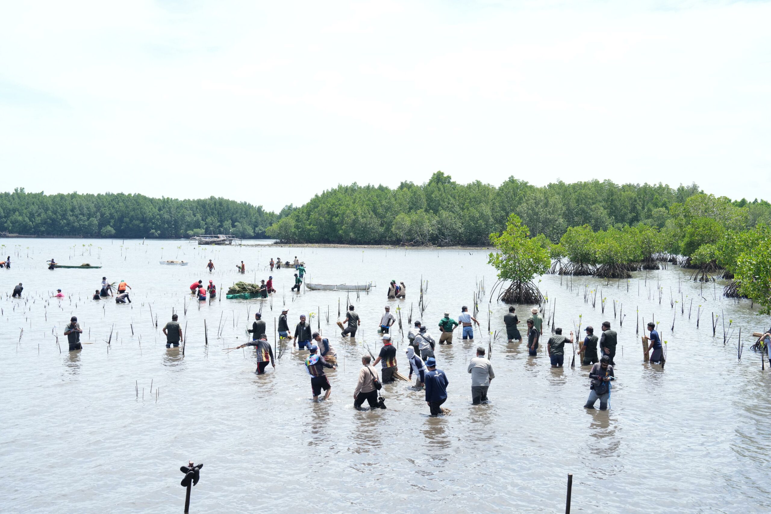 Tanam Mangrove Libatkan OPD dan Masyarakat PJ Bahtiar Ini Perlu Berkelanjutan