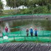 Listrik Hijau PLN Tekan Biaya Tambak Udang Hingga 70 Persen di Sulbar