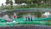 Listrik Hijau PLN Tekan Biaya Tambak Udang Hingga 70 Persen di Sulbar