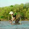 KALLA Dukung Peningkatan Ekosistem Mangrove di Indonesia Melalui CSR