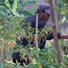 Bercocok Tanam Palawija Berjenis Cabai