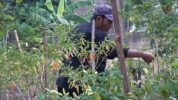 Bercocok Tanam Palawija Berjenis Cabai
